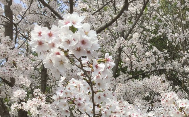 春の車中泊は準備が大切！軽装備が命取り！？ちょっと暖かくなったから油断していると痛い目に合う。